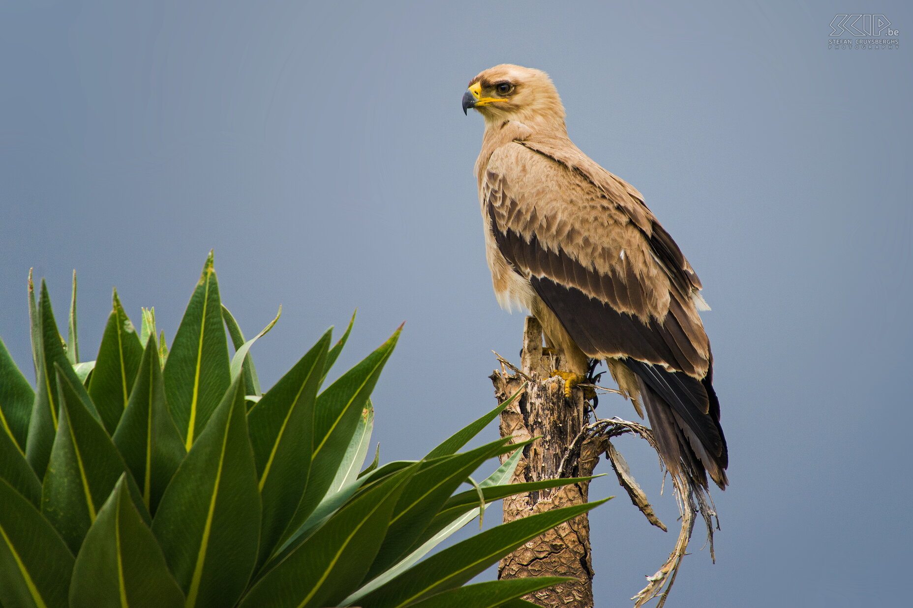 Simien Mountains - Geech - Savannearend In de Simien Mountains zitten er zeer veel savannearenden (Tawny eagle, Aquila rapax) . Bij deze jonge arend kon ik redelijk dicht bijkomen terwijl hij op een reuze lobelia zat. Stefan Cruysberghs